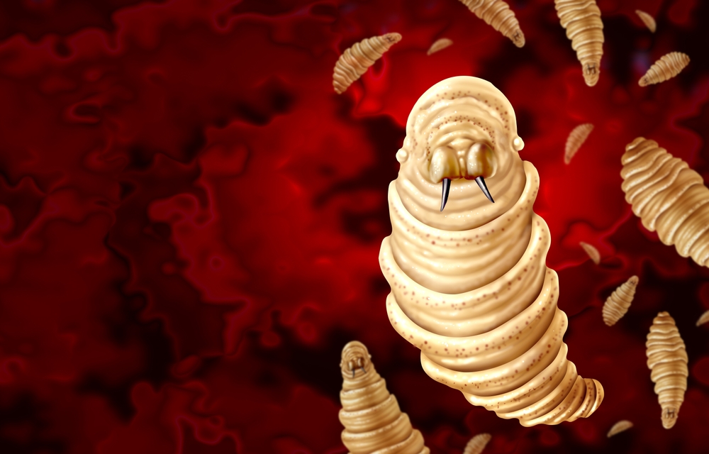 Texas Animal Health Commission Adds Inspectors to Stop Screwworm Spread
