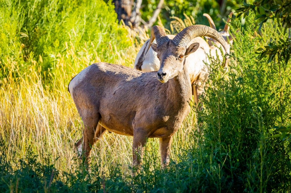Invasive Sheep Brought to US after WWII are Making Texas Bighorns Sick