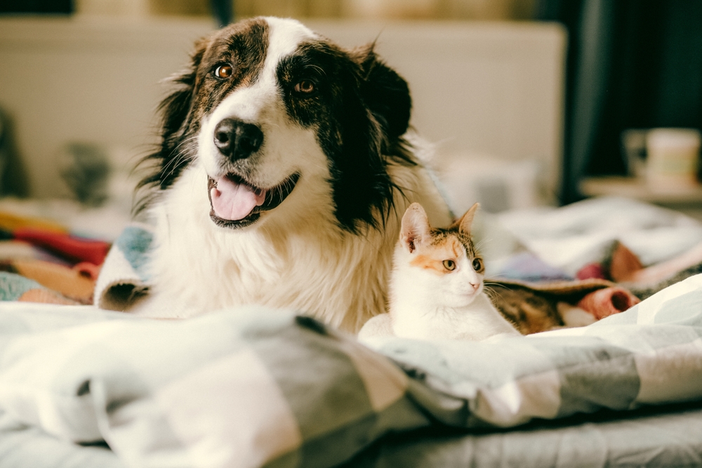 Dogs and Cats Needed for Blood Donations at Northern Colorado Veterinary Hospital