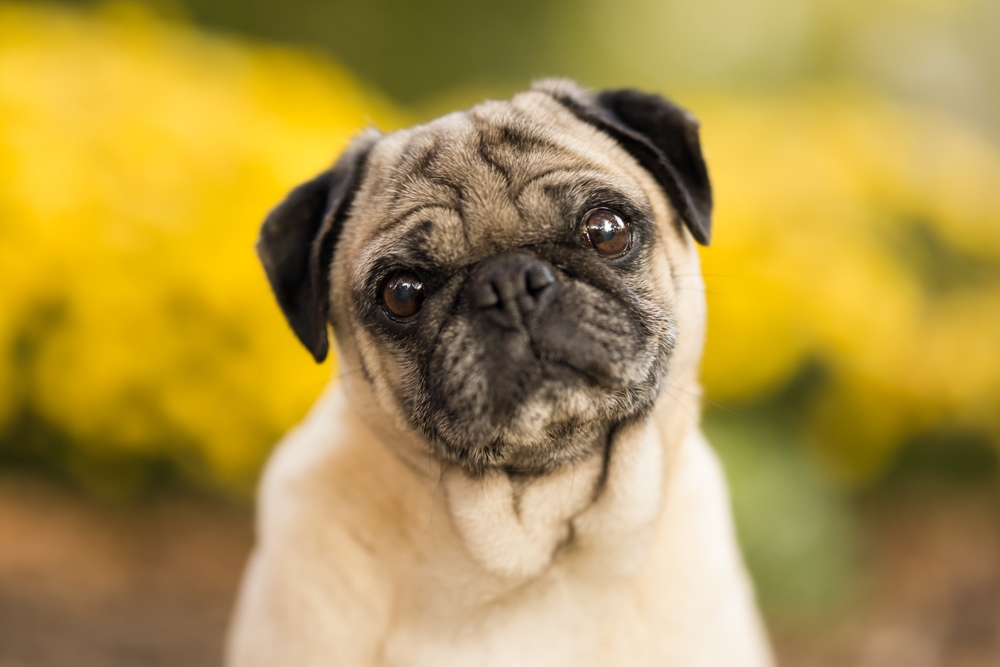 Research Reveals ‘Designer Brachycephalic-Cross Dogs’ are Healthier than Purebred Flat-Faced Breeds