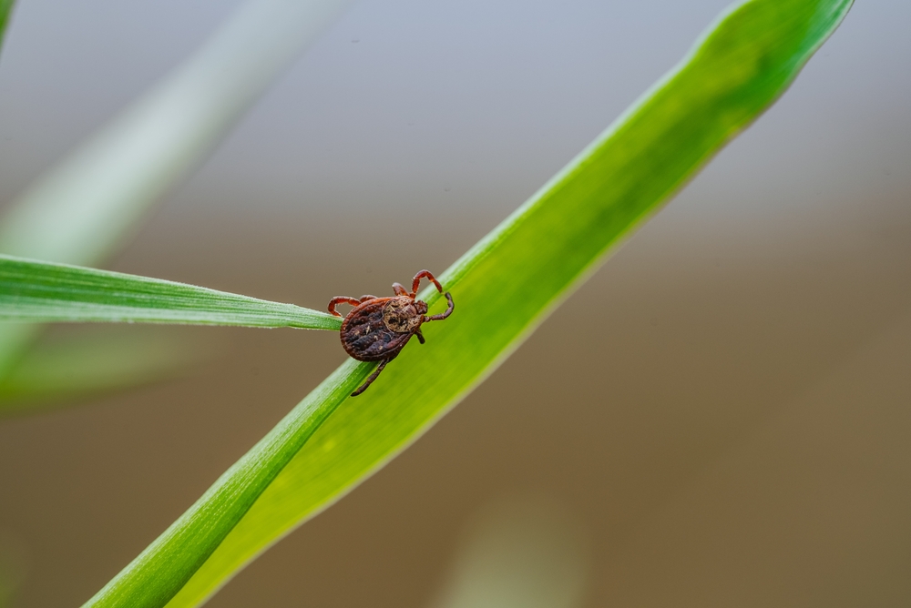 The Quiet Rise of Drug-Resistant Parasites