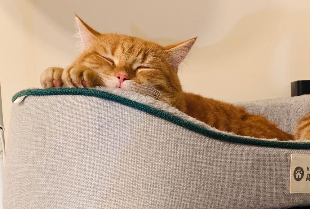 U.S. Cat Ownership Trends, Insights Revealed In New Report