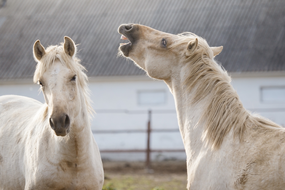 Whoa! When Horses Whinny, They Whistle and Sing at the Same Time