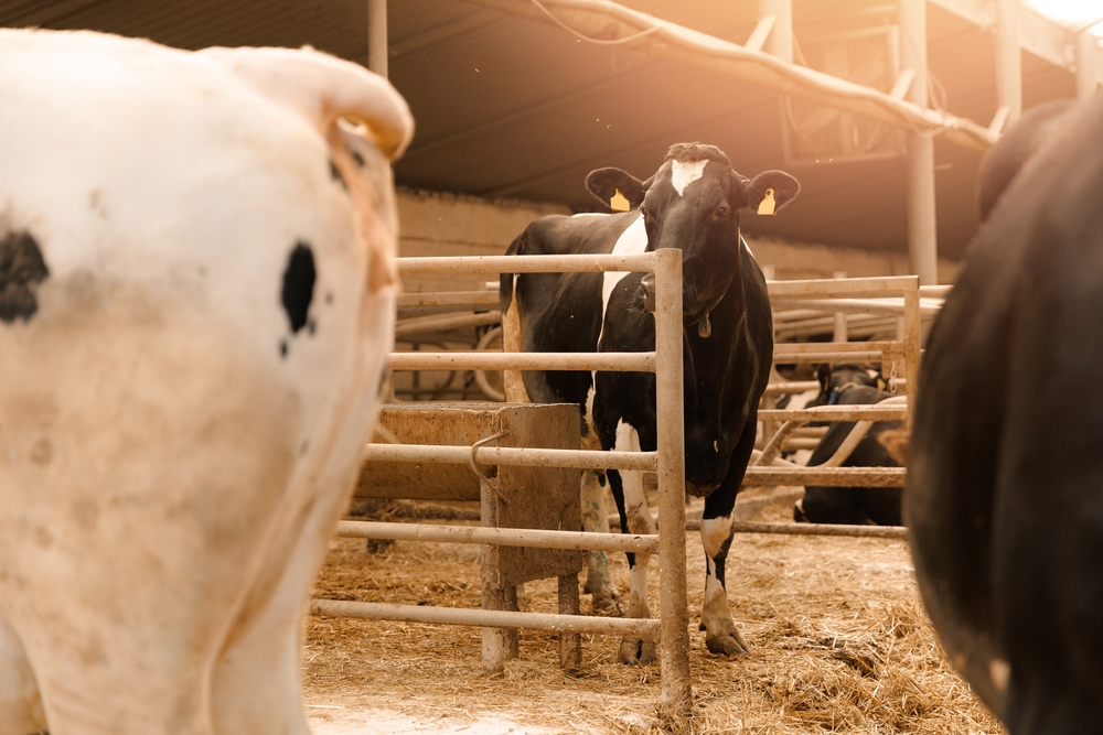 Feeding Dairy Cows to be More Resilient to Infection