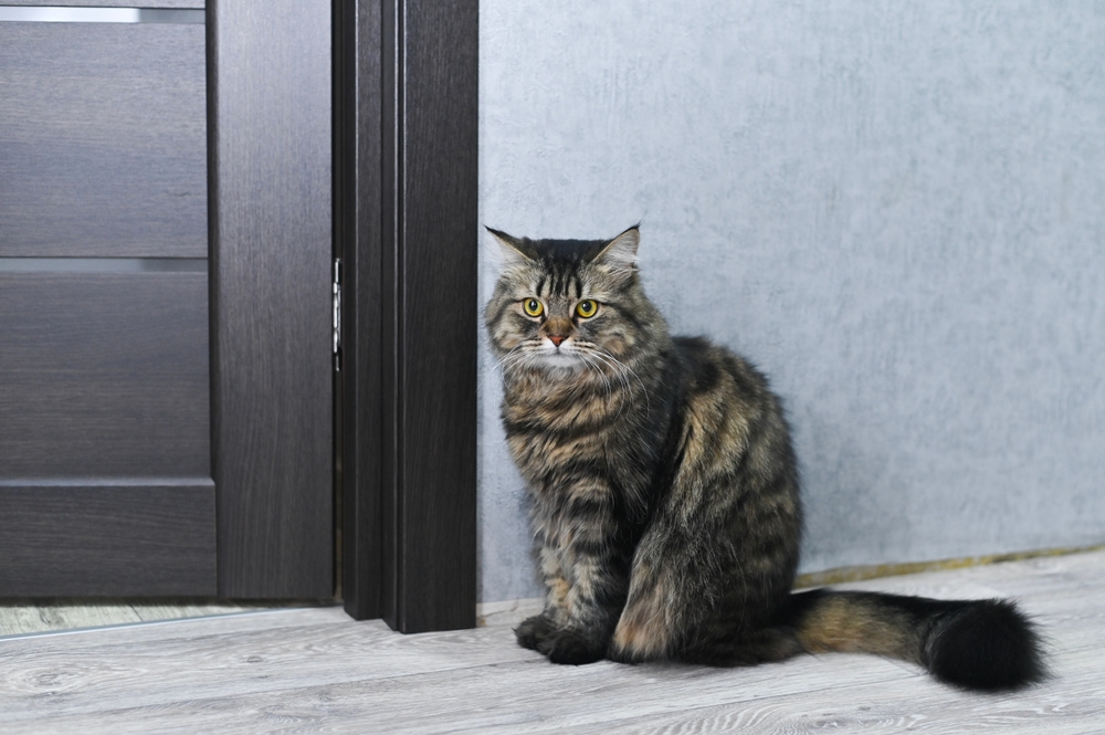 Science Confirms: Cats Help You Only When There’s Something in it For Them
