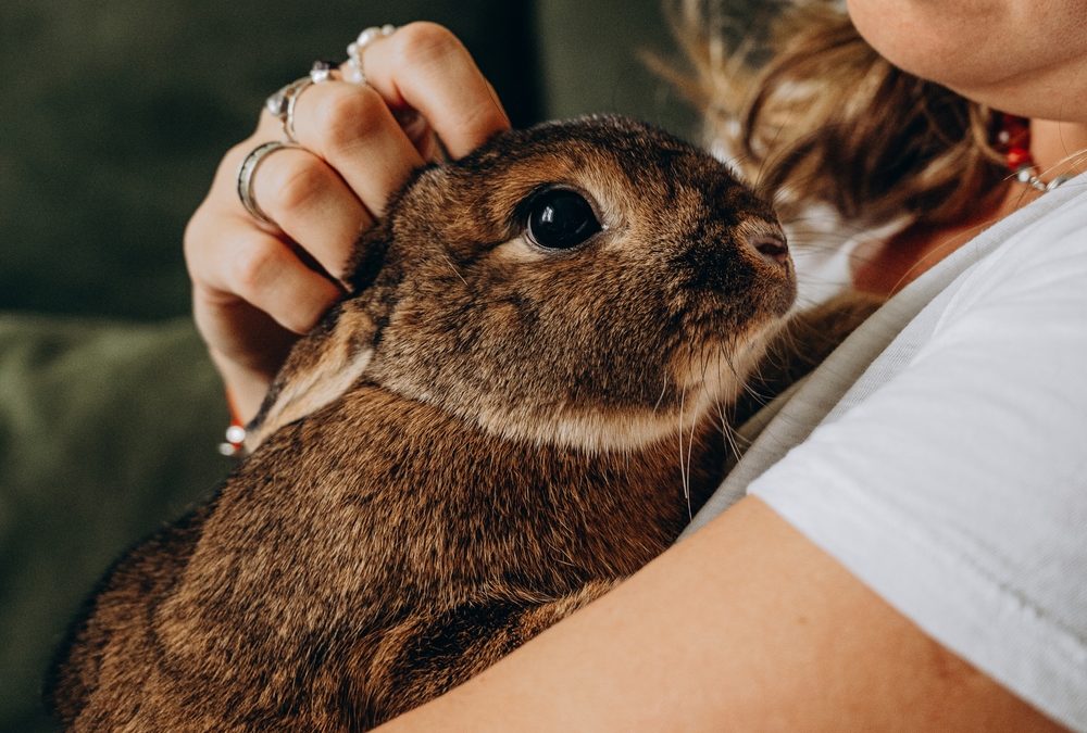Emergency Surgery Saves Rabbit with Liver Lobe Torsion