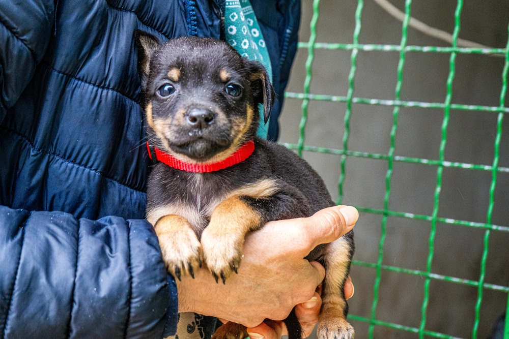 Concerns About the New World Screwworm Have Put Texas Pet Adoptions on Hold