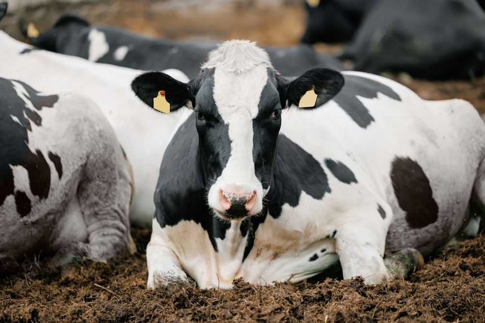 Coronavirus Link ‘Highlights Need to Strengthen Calf Respiratory Disease Protection’