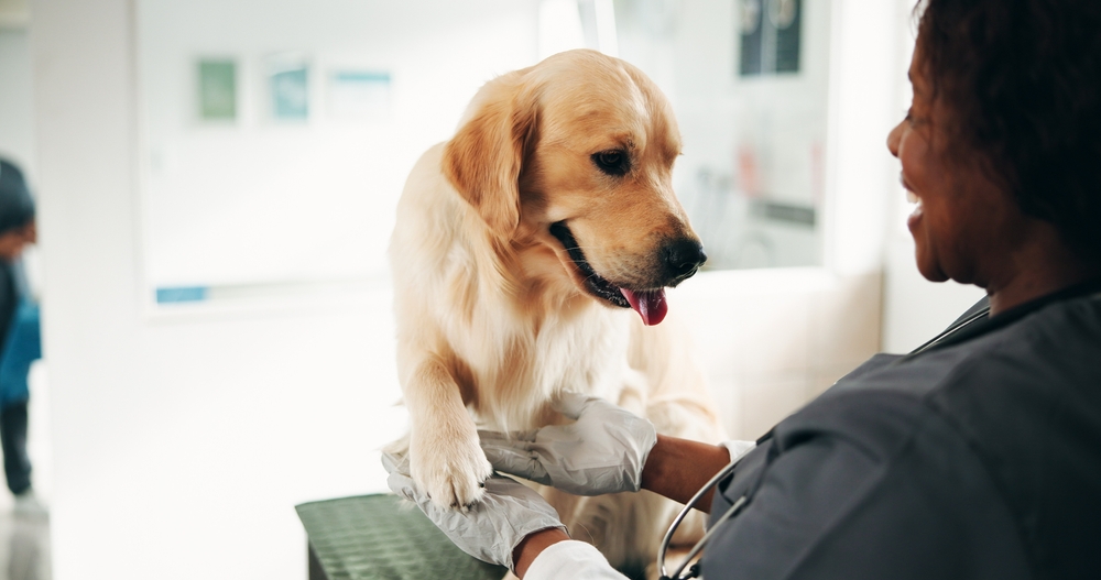 Cost of Care Continues to Strain Veterinary Care Access, New Study Finds