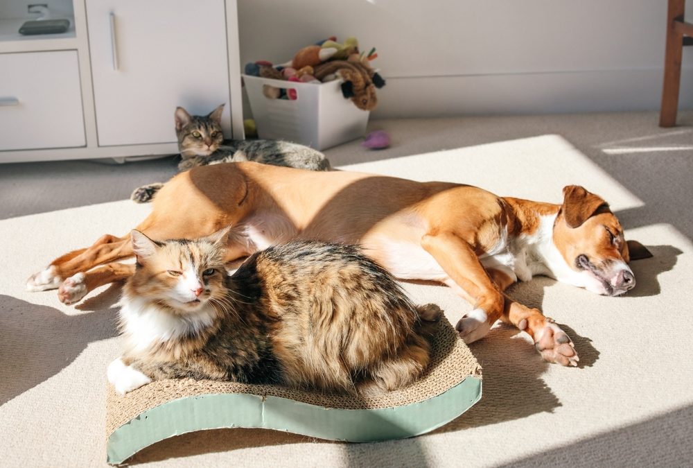 HABRI Spring Policy Forum Rallies Support for Pet-Inclusive Housing