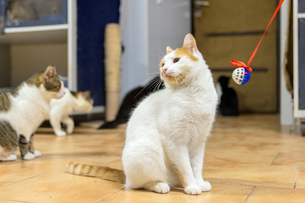 New Data Shows Nearly 75% Fewer Cats Killed in Shelters than a Decade Ago