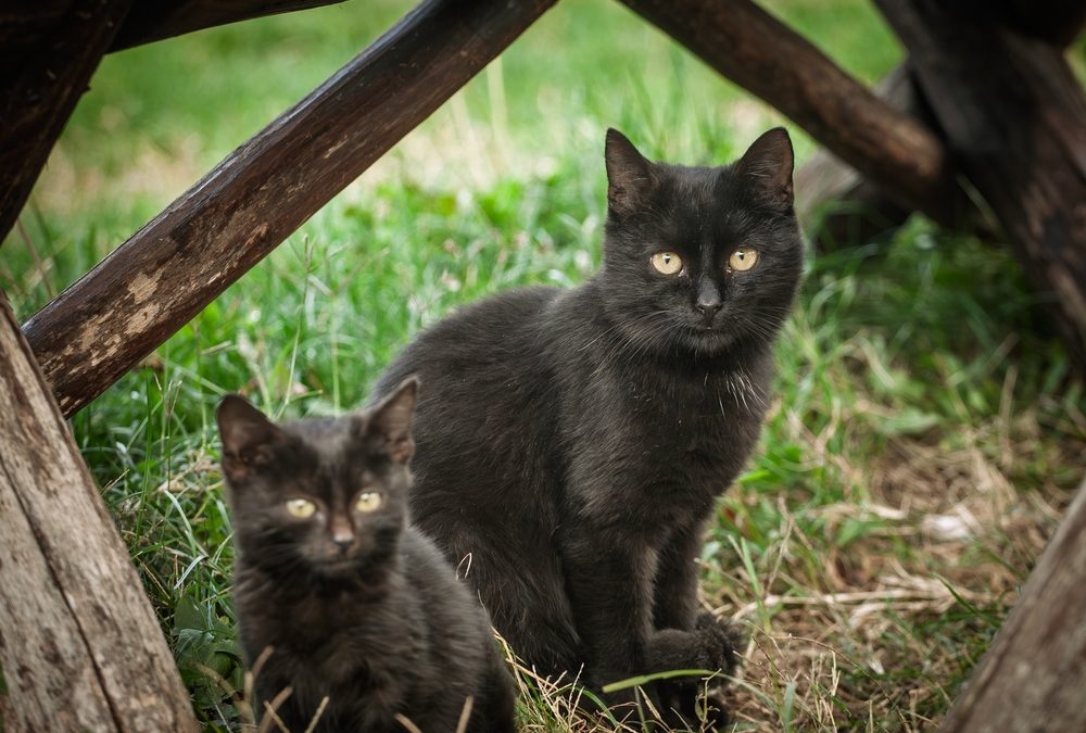 Local Veterinarians Warn of Deadly Virus Spreading Among Wichita Cats