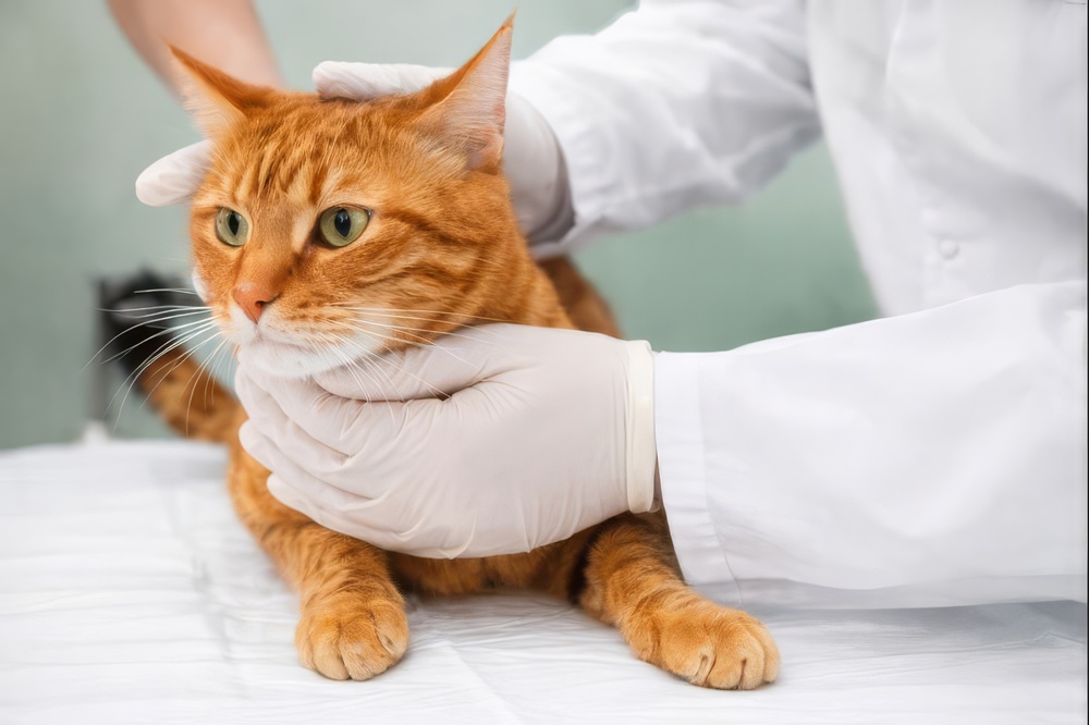 A,Cat,Being,Treated,By,A,Veterinarian