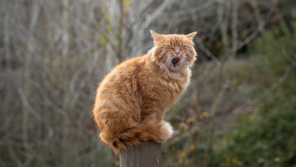 How You Can Stop Your Cat From Bringing Home Unwelcome Pathogens