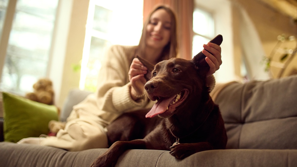 Choosing The Right Pet: Local Veterinarian Shares Tips on Cat and Dog Breeds