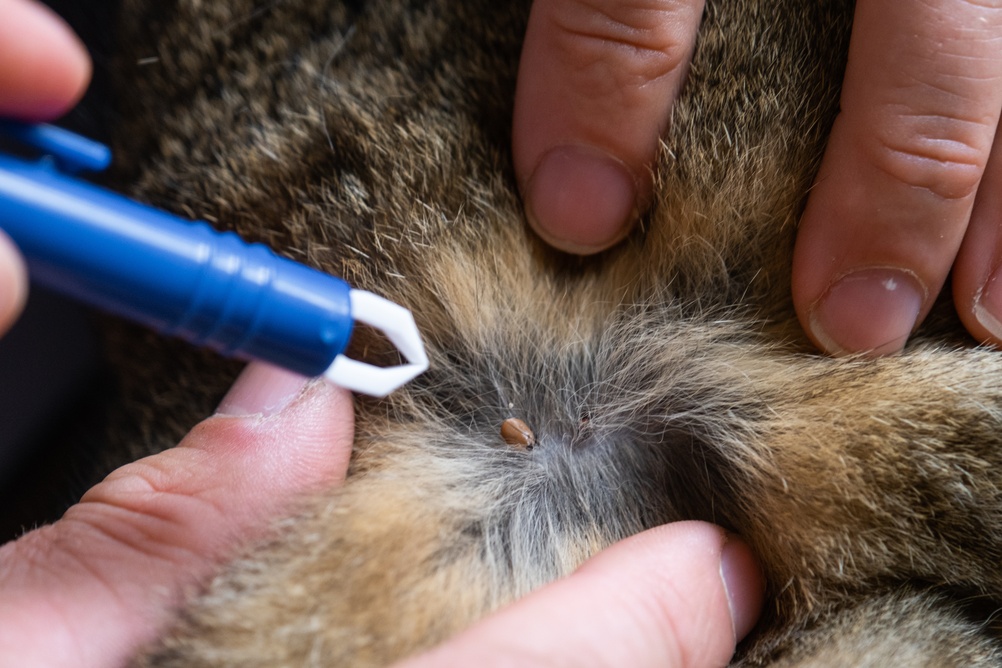 CAPC Forecasts Expanding Parasite Risk in 2026, Including Lyme Disease, Heartworm, Ehrlichiosis, and Anaplasmosis