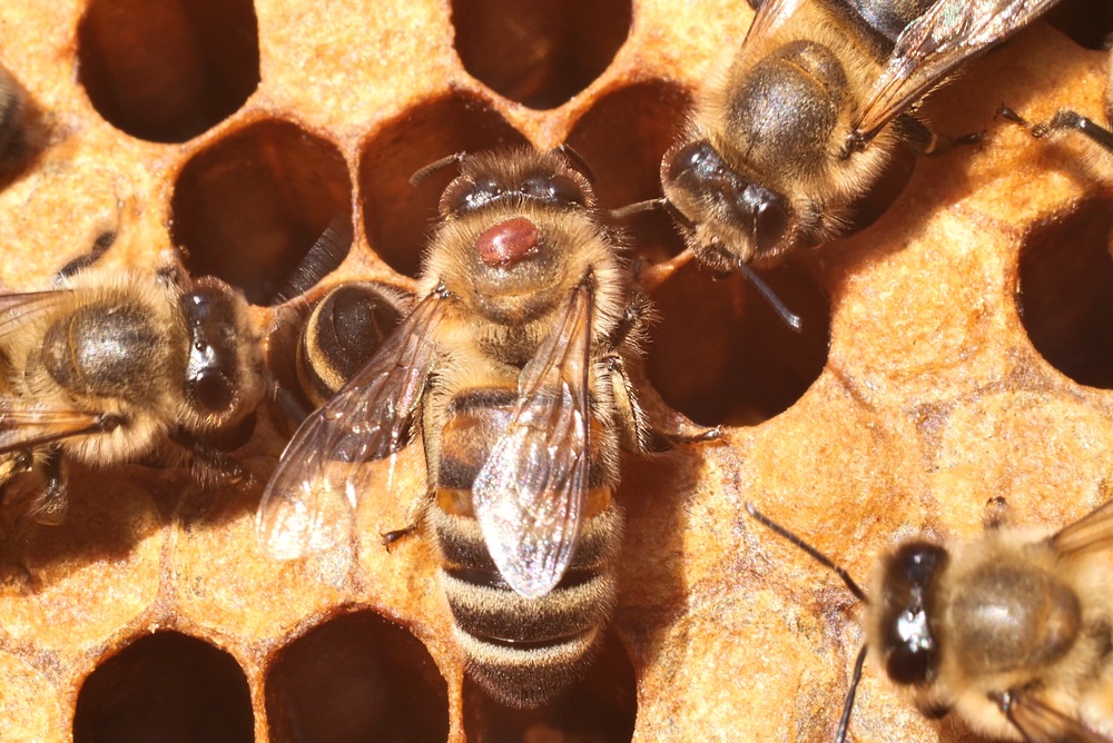 A,Bee,With,A,Varroa,Mite,Clinging,To,Its,Body.