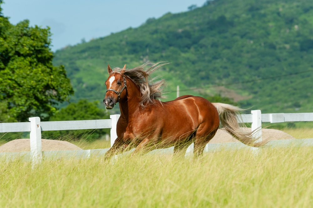 Electrolytes and Muscle Function in Horses: Essentially Linked