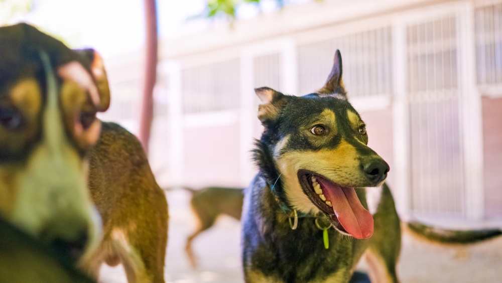 Animals Are Running Out of Time While Shelter Veterinary Jobs Sit Empty