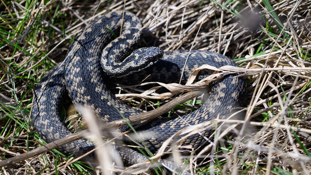 Leave It: Dog Trainers Help Pets Avoid Venomous Snakes
