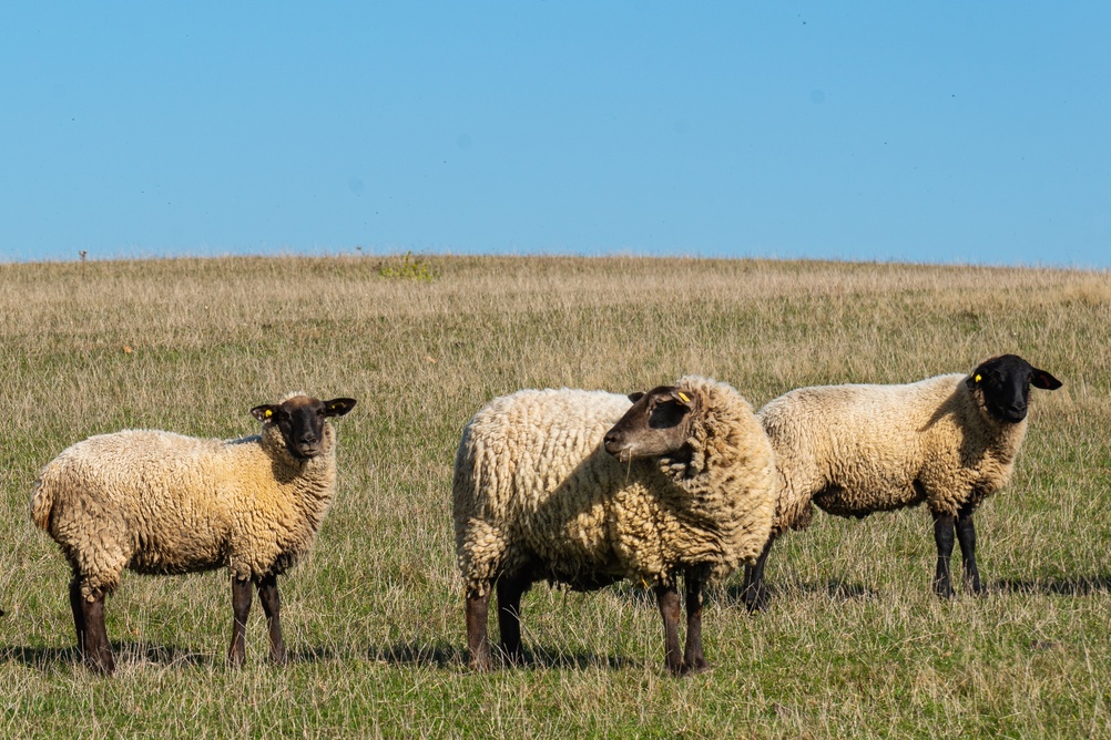 New Study Offers Insight into Gene Regulation of Sheep