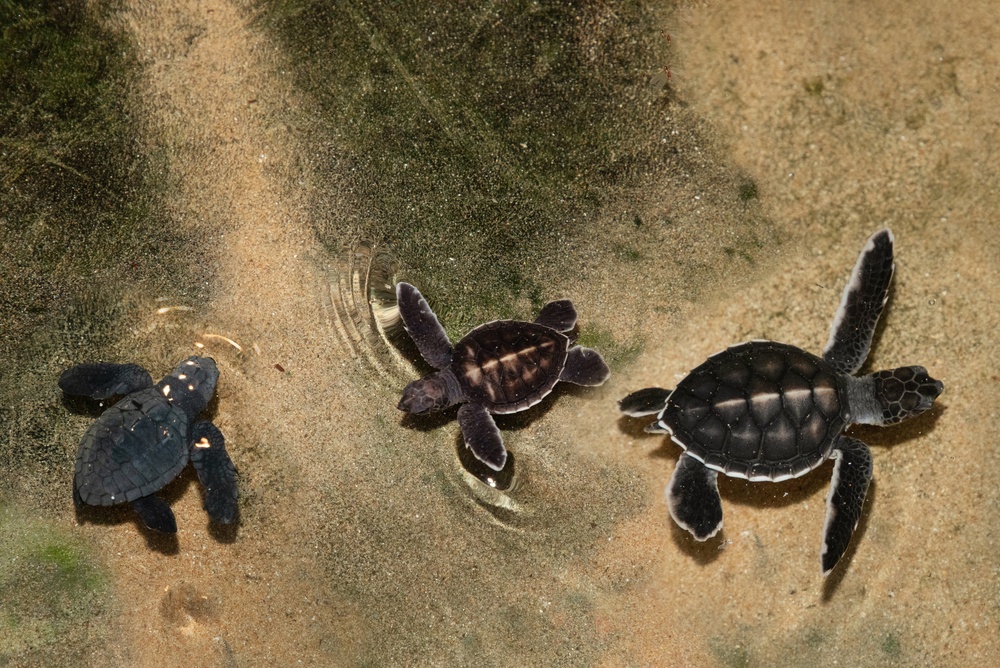 Small,Newborn,Sea,Turtles,Swim,In,The,Water,At,A
