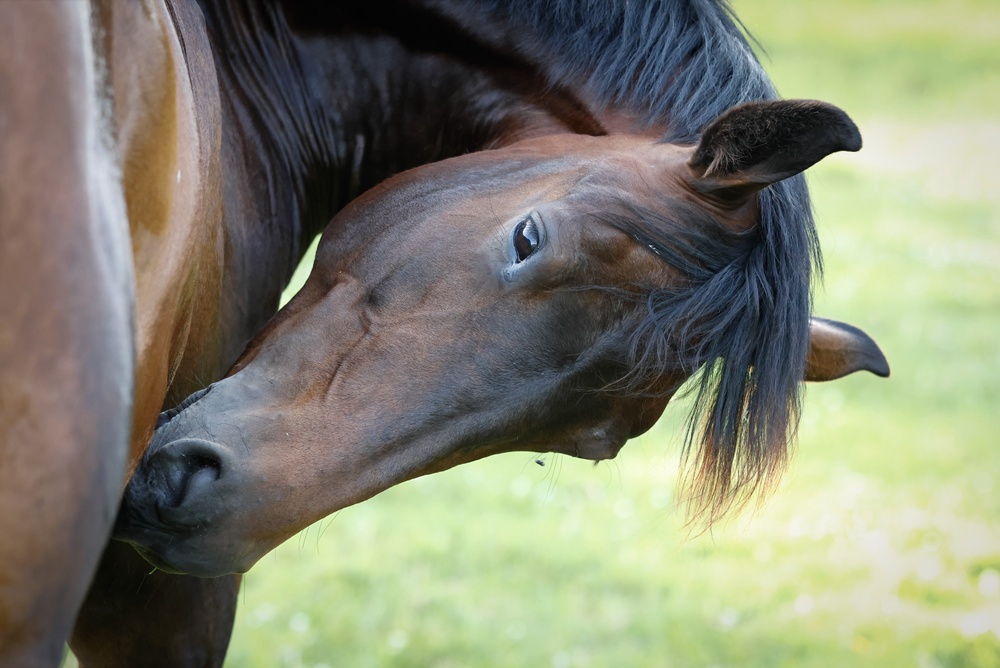 Horse Smuggling Exposes Cracks in US Defenses Against Screwworm