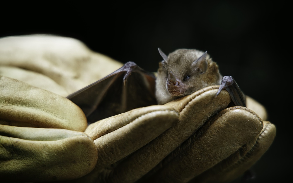 Wildlife Rehabbers Learn From Creatures in their Care