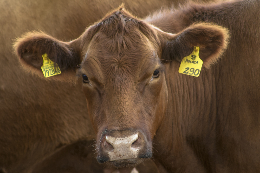 JBS Donates 3M Livestock Tags to Boost Cattle Traceability in Pará