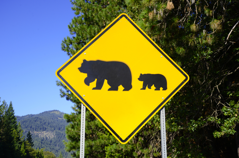 Tahoe’s Bears Can Get Too Comfortable with Humans. These Dogs Help Bring Back Healthy Fear