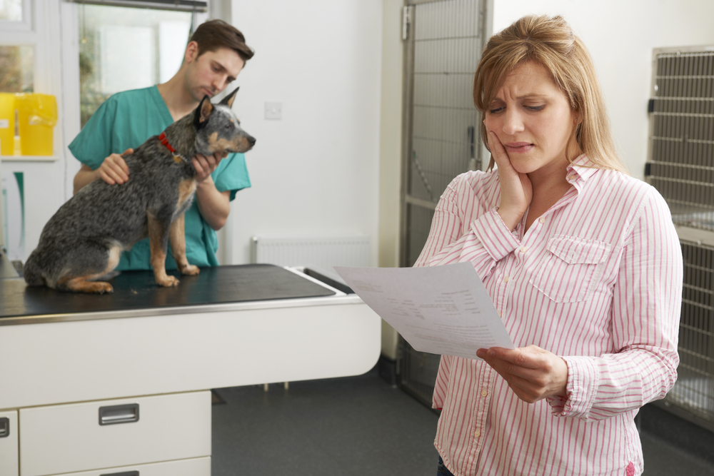 Many Pet Owners Cannot Afford Veterinary Care, Survey Finds