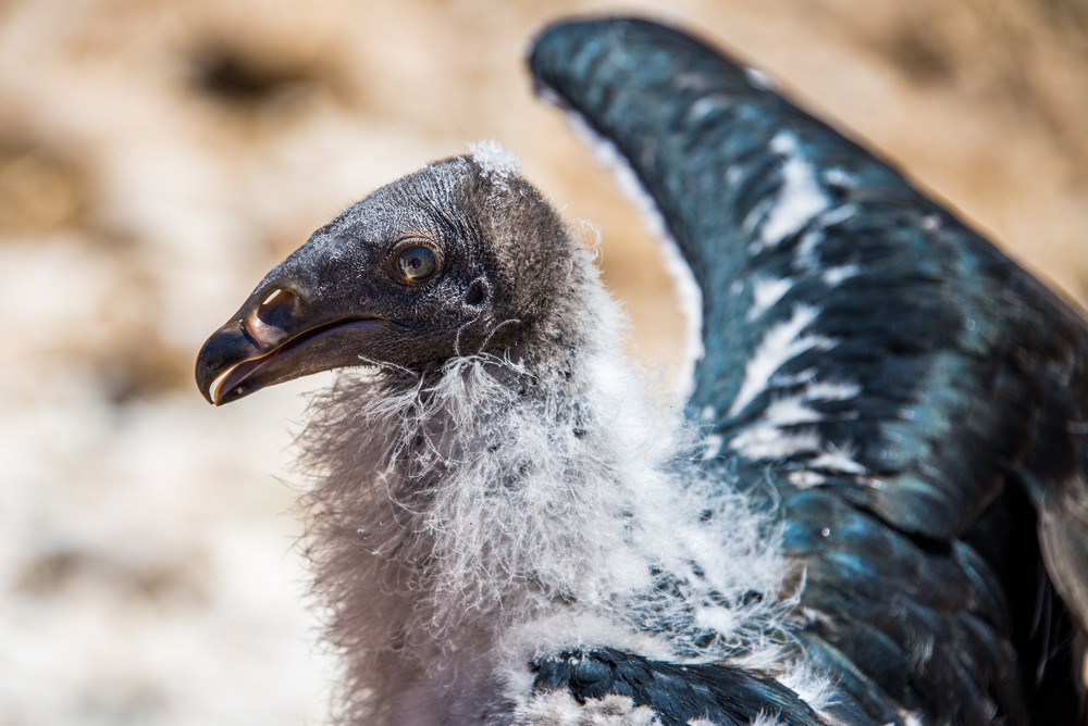 Condor,Chick