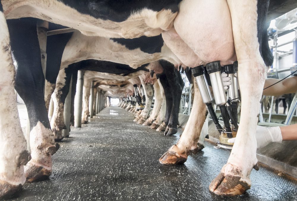 Novel Milking Speed Trait Is Highly Heritable