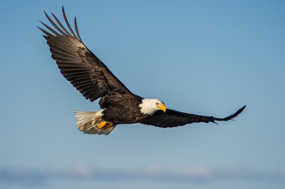 American Bald Eagles are Having a Moment, Ecologically and Culturally