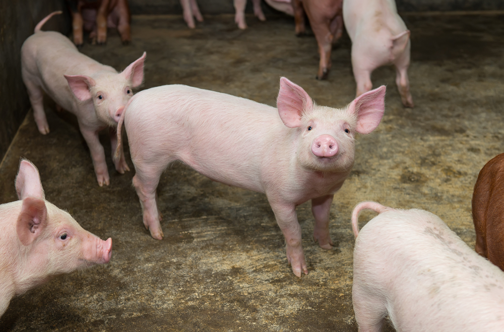 Piglets,At,Farm