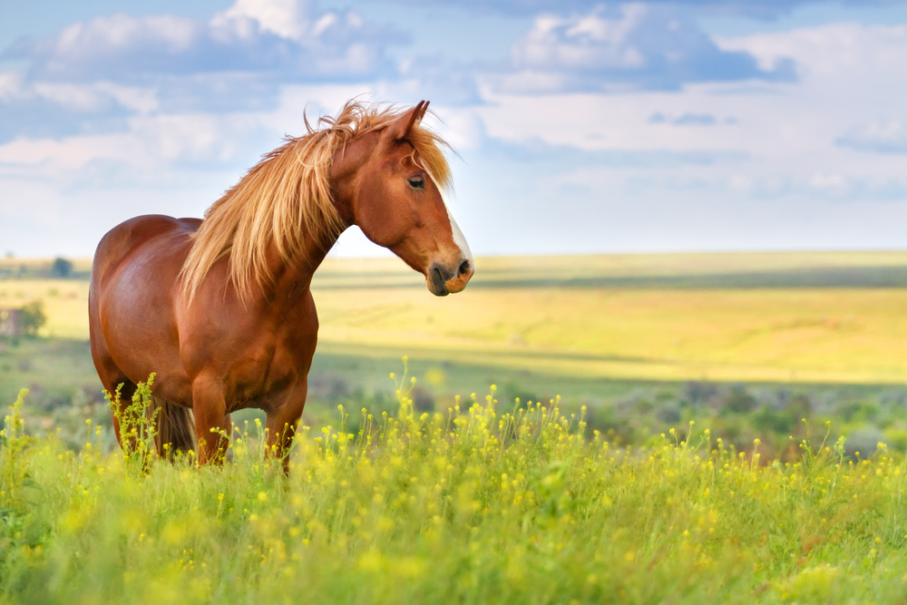 Red,Horse,With,Long,Mane,In,Flower,Field,Against,Sky