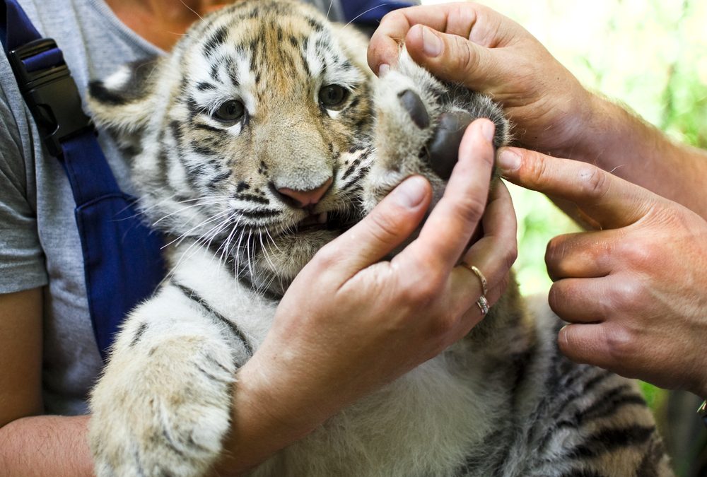 Vet,Examining,Young,Tiger(2,M),In,Zoo