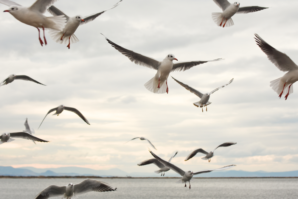 Shutterstock 535196809 Medium