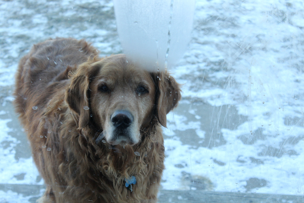 Veterinarians Recommend Keeping Pets Active in Extreme Cold