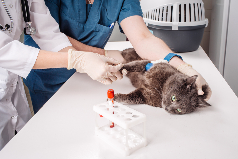 How I Learned About Animal Blood Donors