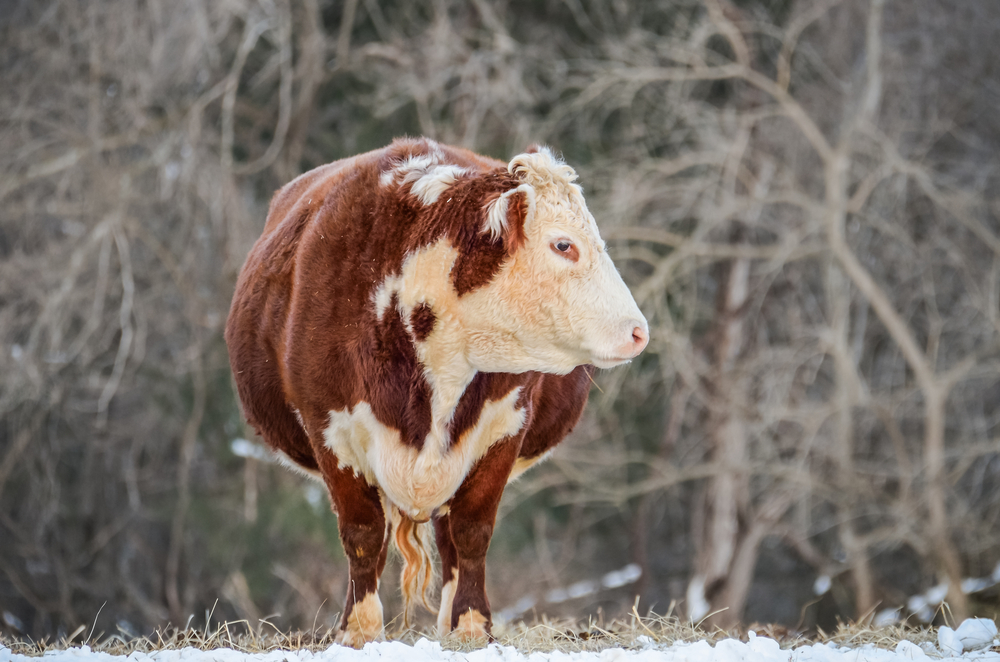 Helping Bred Heifers Brave the Cold