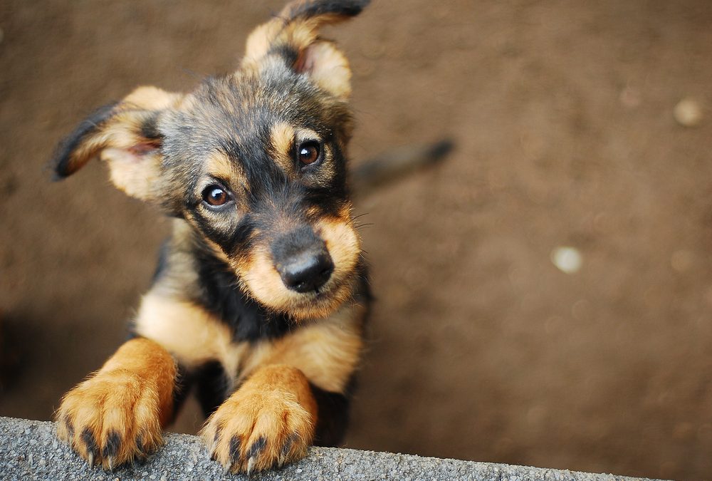 Animal Shelters and Rescues Halt Out-of-State Intake, Adoptions, Due to Canine Influenza Outbreak