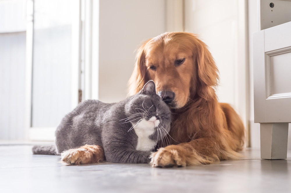 States With The Highest And Lowest Risk Of Cat And Dog Illnesses