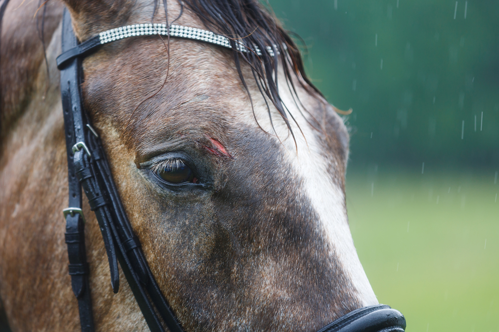 The,Wound,On,The,Forehead,Of,A,Horse,Close Up