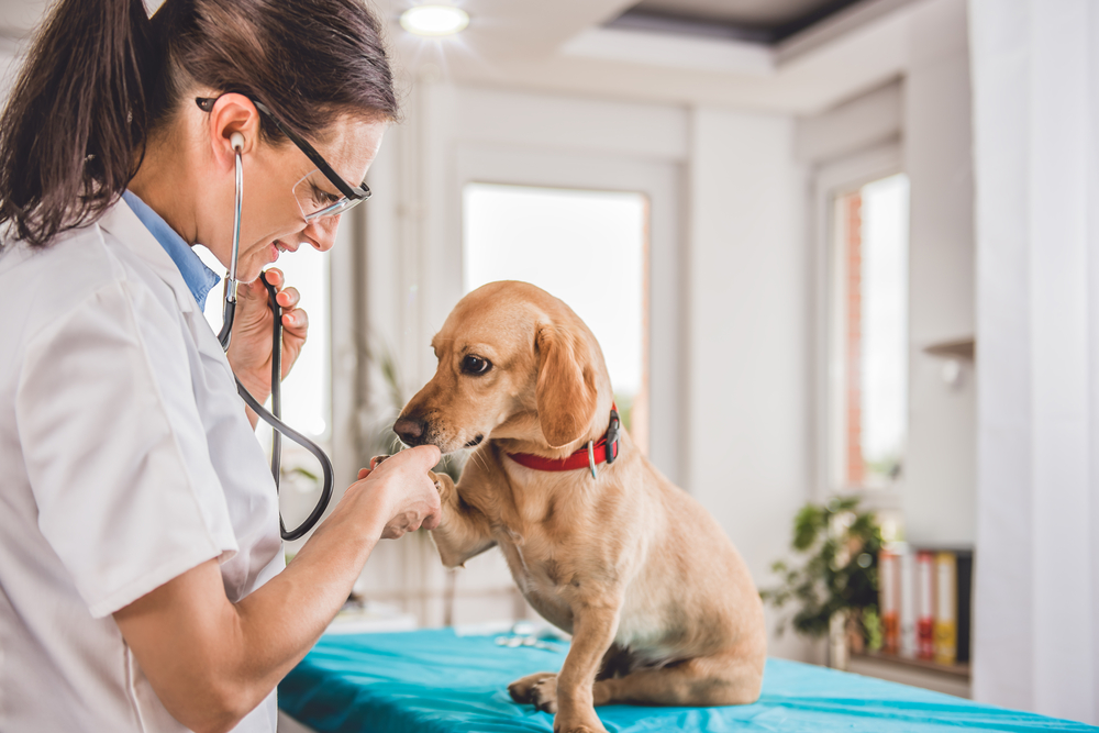 US Veterinary Groups Clash Over Need For More Practitioners