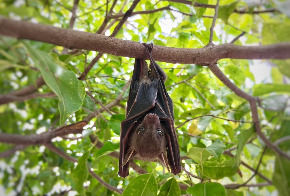 Vampire Bats’ Mutual Grooming Helps Spread Innovative Rabies Vaccine