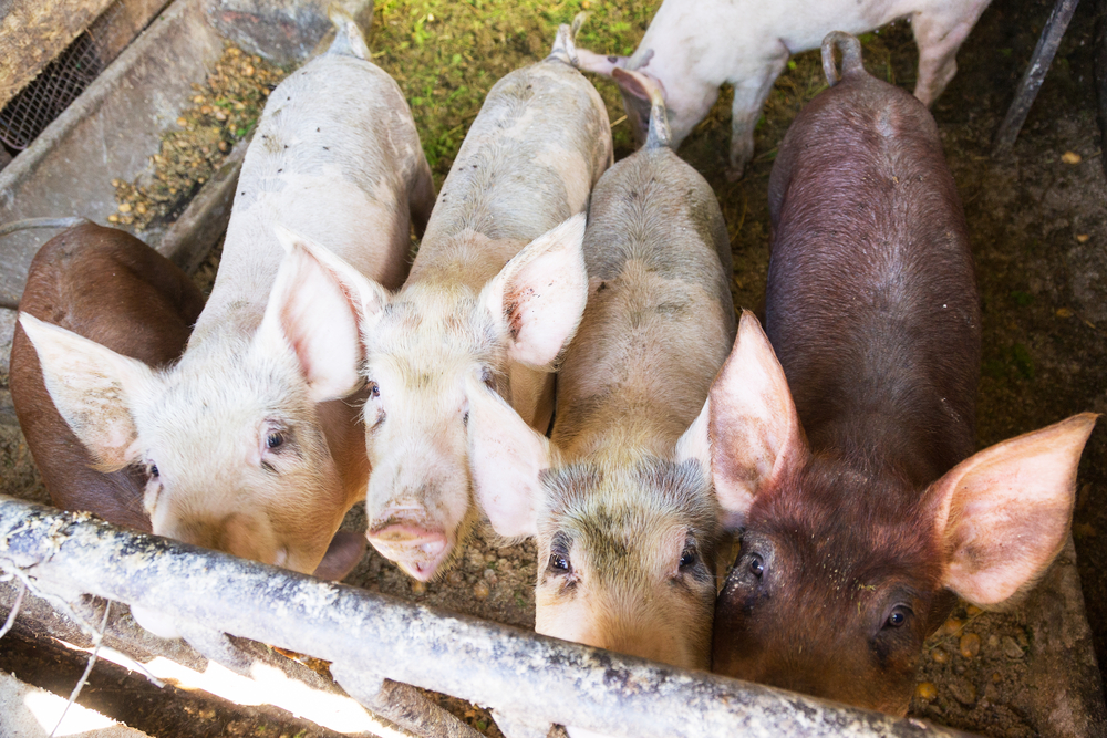 Household,Small,Pig,Sniffs,Air,In,Farm.,Pig,Farming,Is