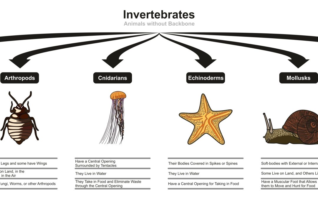 Dark Side of Bright Nights Taking Toll on Forgotten Invertebrates