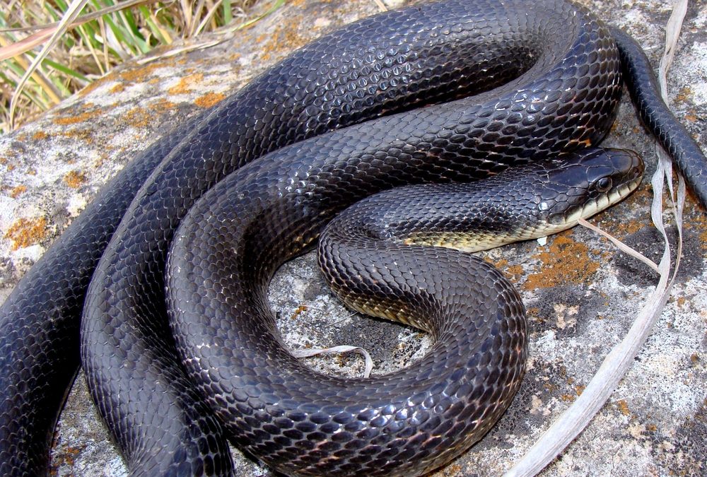 A ‘Problem’ Leads to Potential Solutions for Injured Reptiles